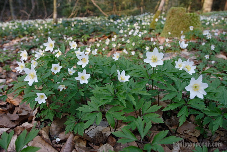 anemone nemorosa 006